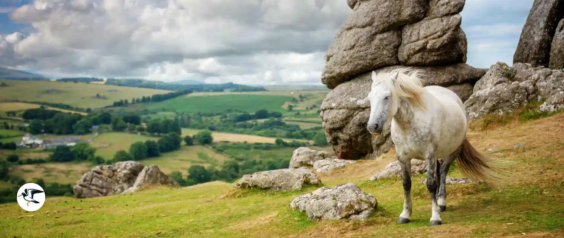 View across Dartmoor with ponies